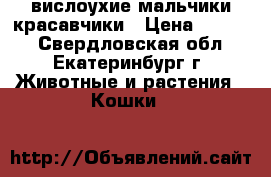 вислоухие мальчики красавчики › Цена ­ 1 300 - Свердловская обл., Екатеринбург г. Животные и растения » Кошки   